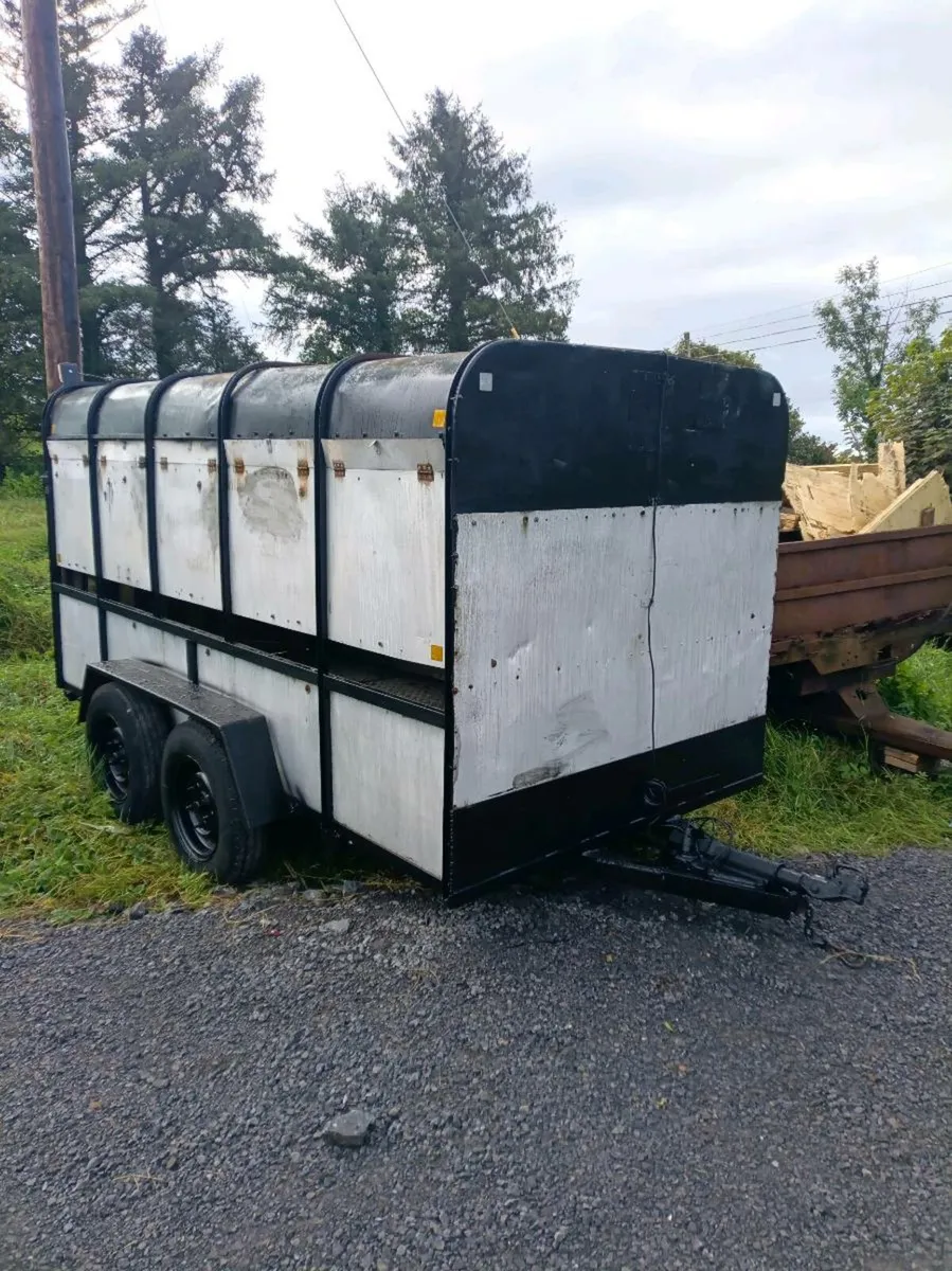 12ft iforwillaims cattle trailer - Image 1