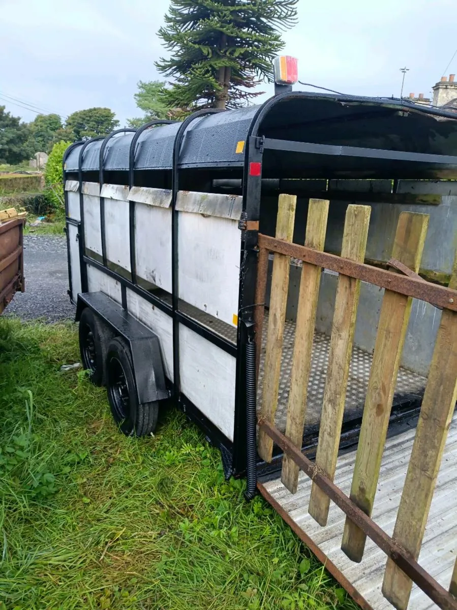 12ft iforwillaims cattle trailer - Image 4