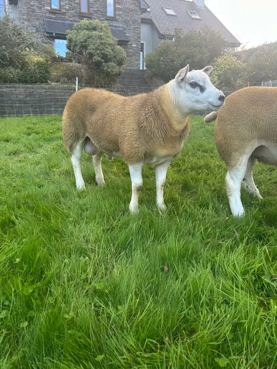 Texel ram - Image 2