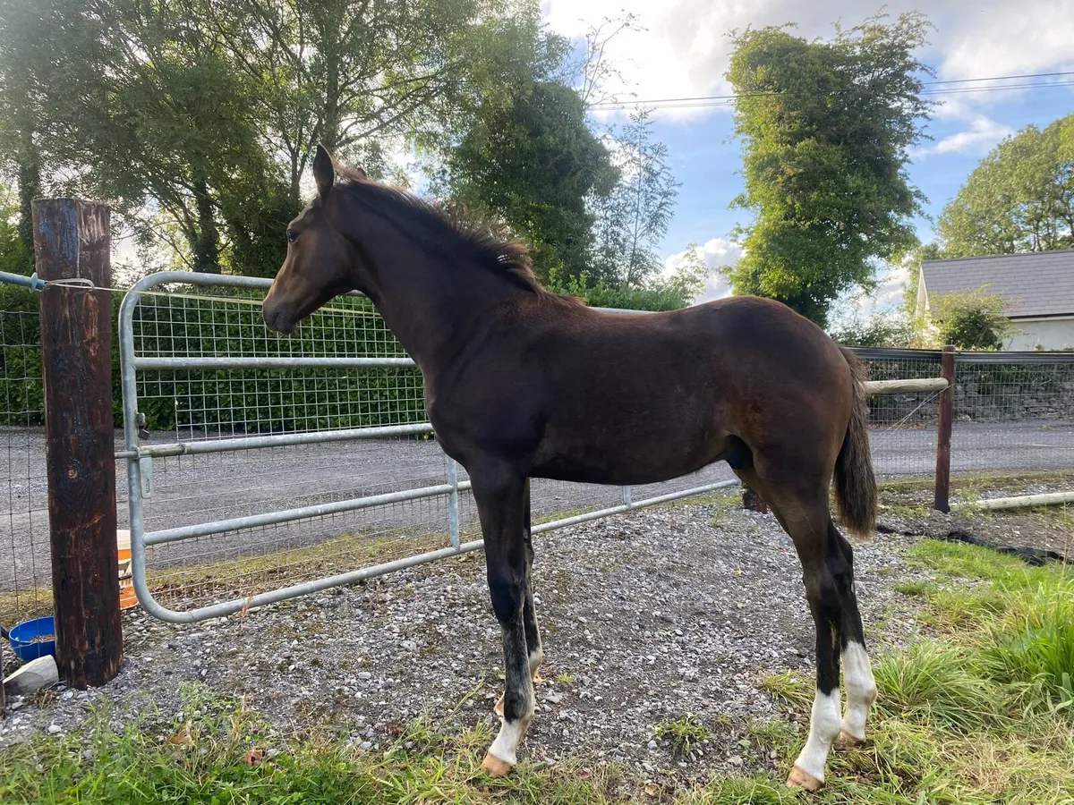 Foal - Image 1