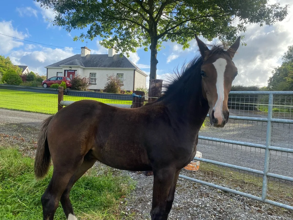 Foal - Image 2