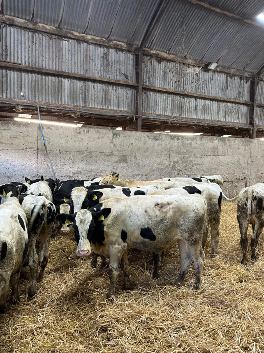 Friesian bulls - Image 1