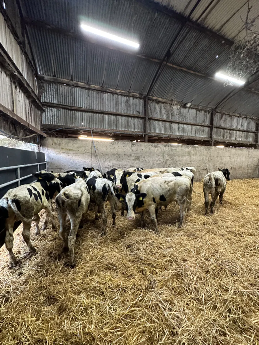 Friesian bulls - Image 2