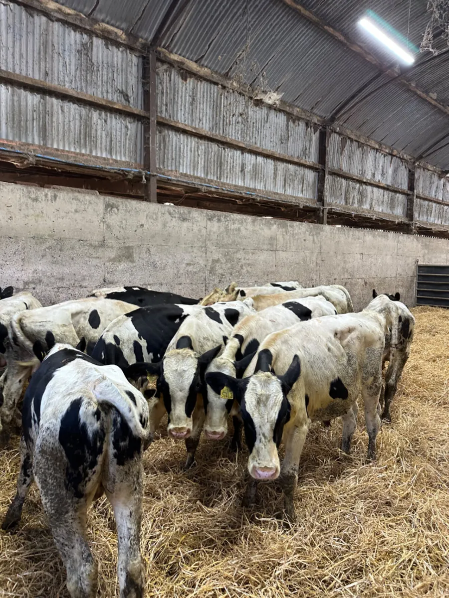 Friesian bulls - Image 3