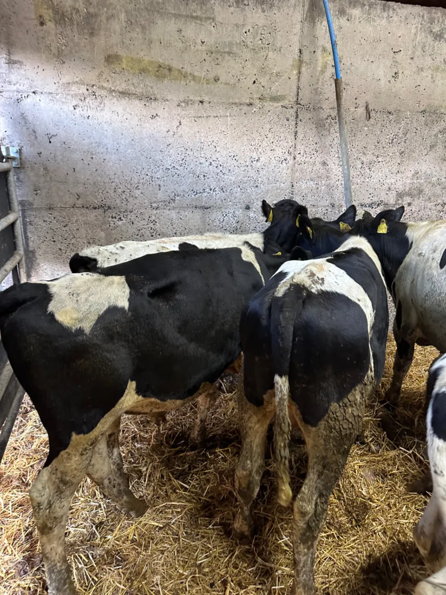 Friesian bulls - Image 4