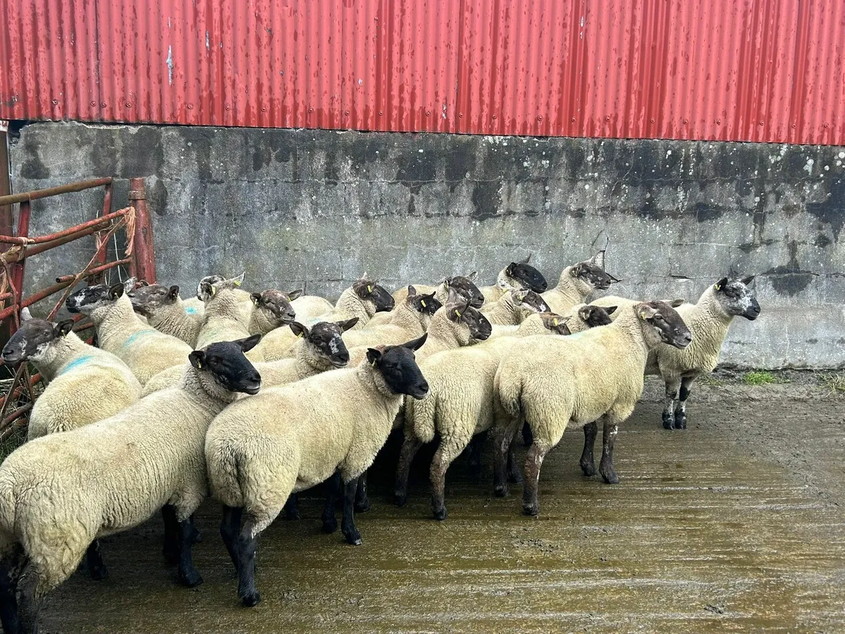 20 speckled face hoggets for sale - Image 3