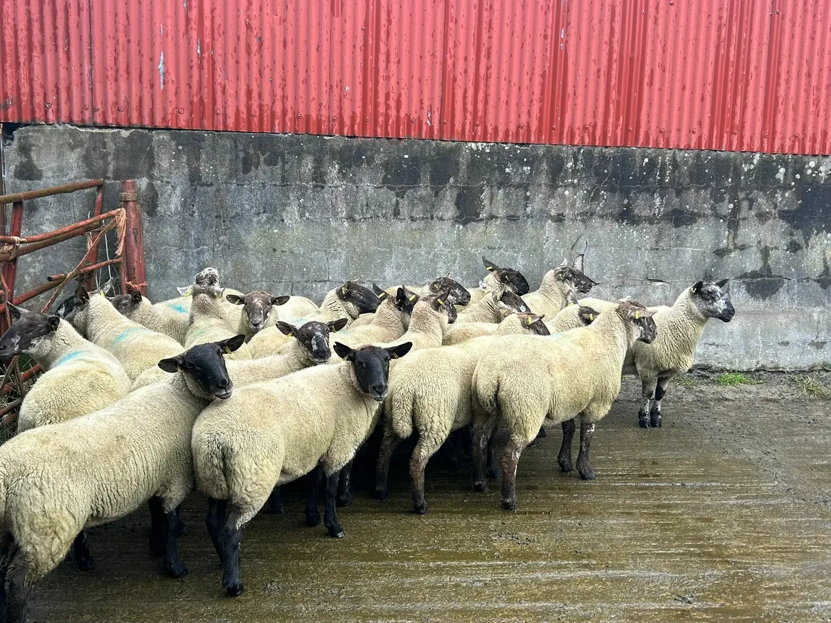 20 speckled face hoggets for sale - Image 4