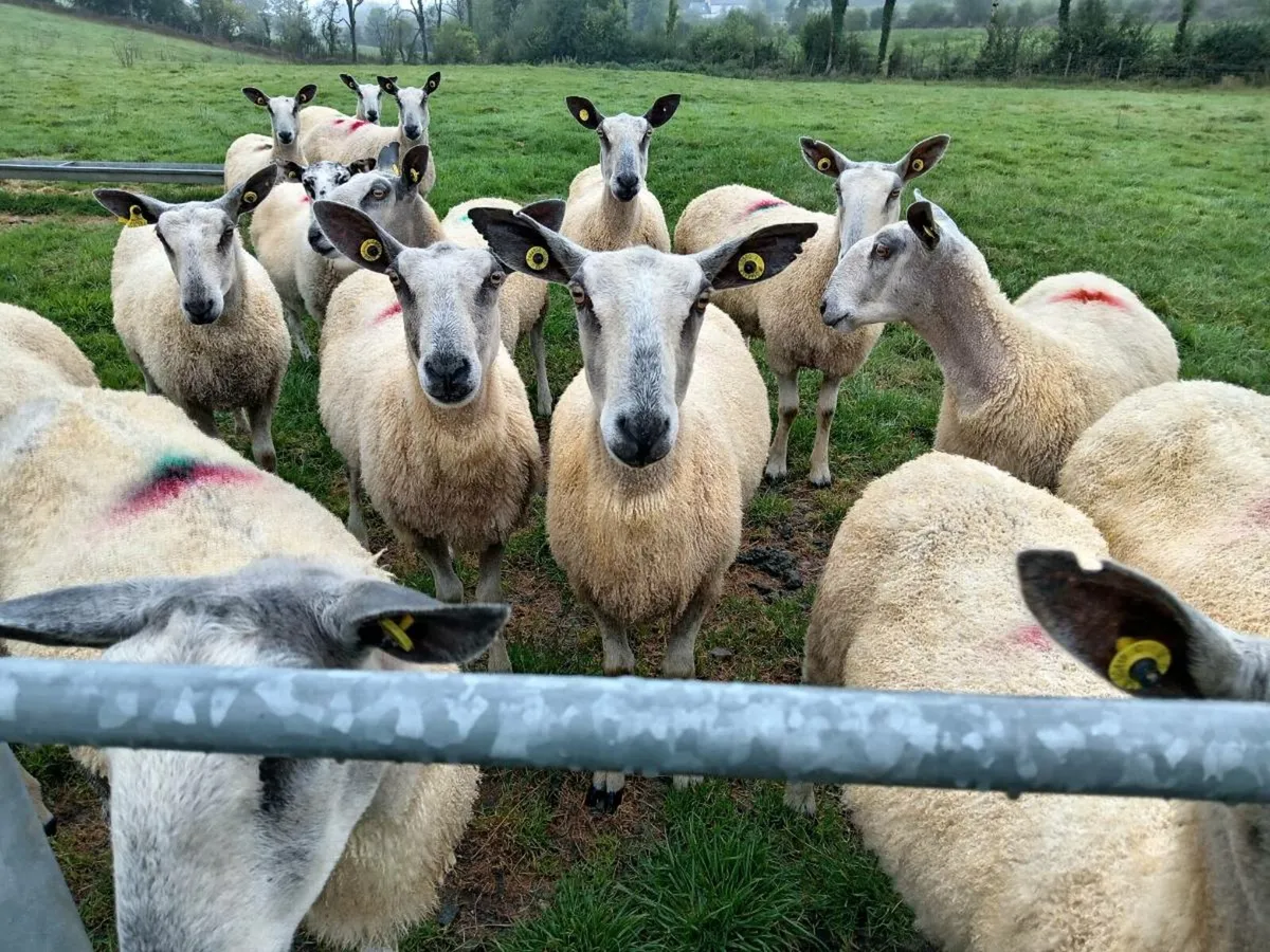 Traditional blue leicester ewes - Image 3