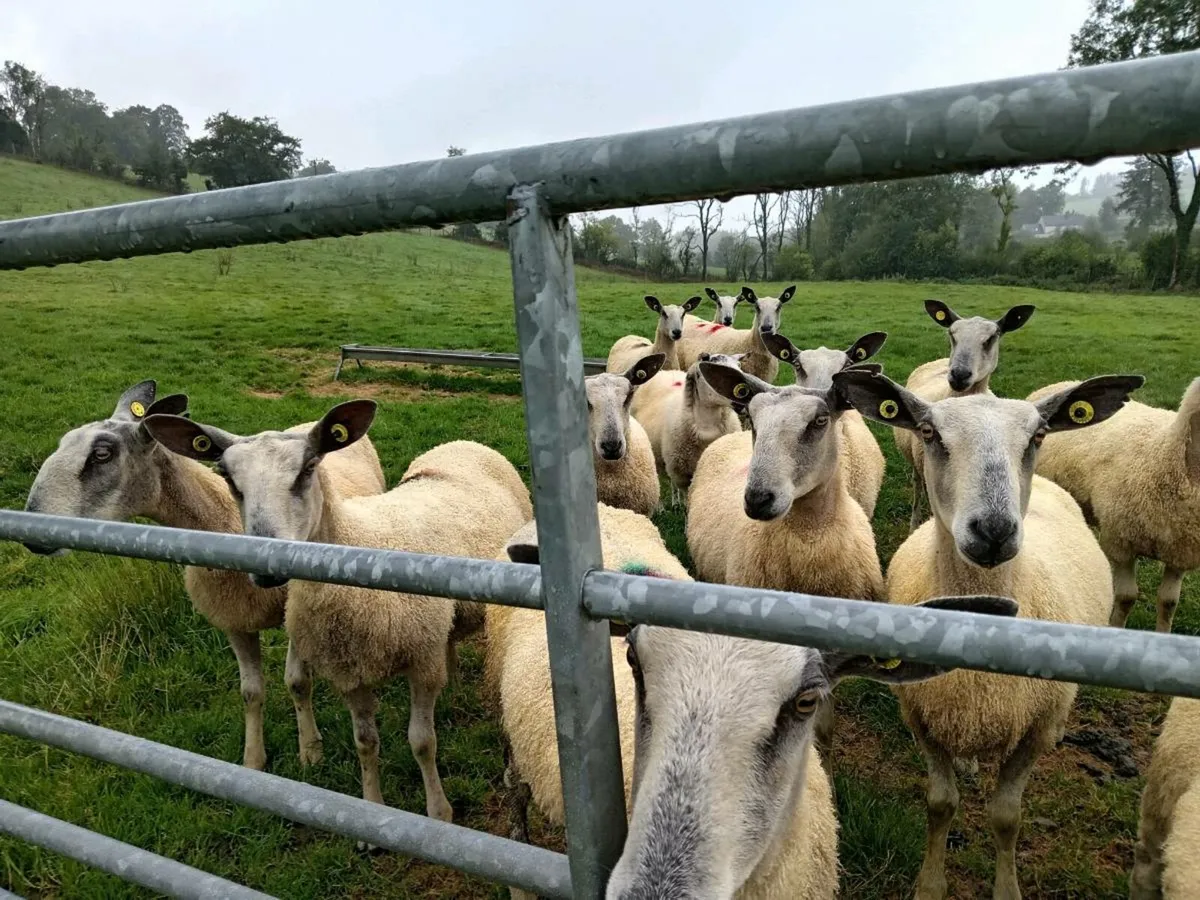 Traditional blue leicester ewes - Image 4