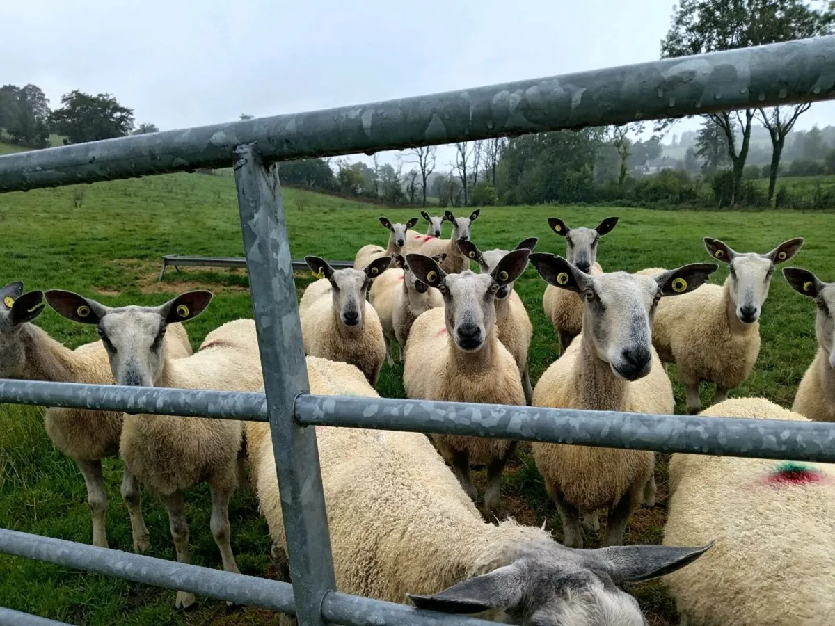 Traditional blue leicester ewes - Image 2