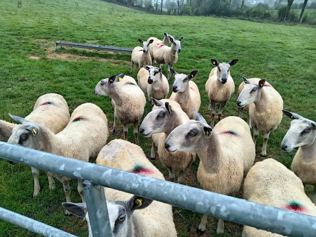 Traditional blue leicester ewes - Image 1