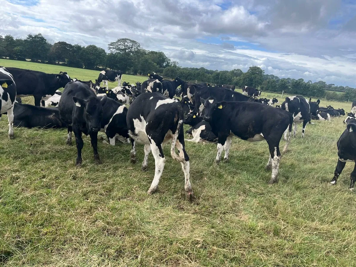 35 Fresian heifers Enniscorthy Mart 3rd September - Image 2