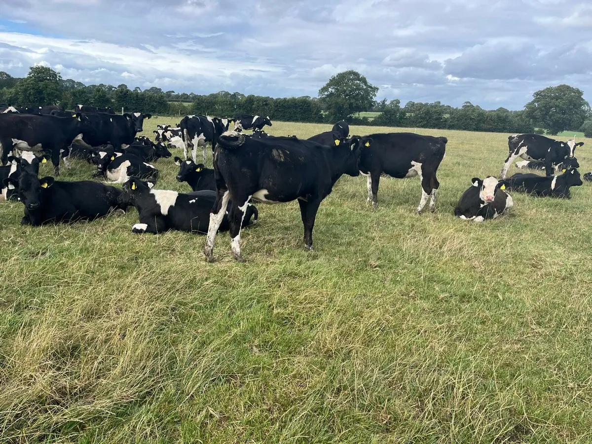 35 Fresian heifers Enniscorthy Mart 3rd September - Image 3