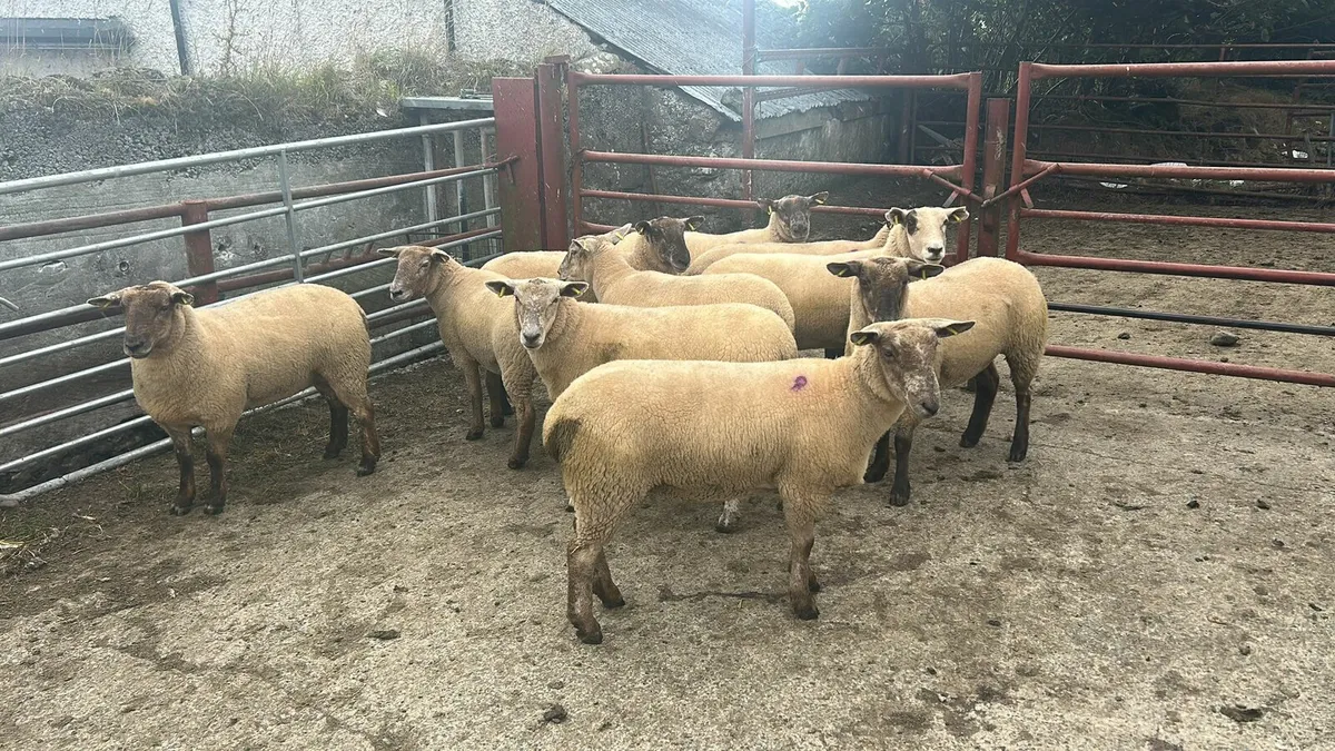 10 Tex Hoggets for sale - Image 1