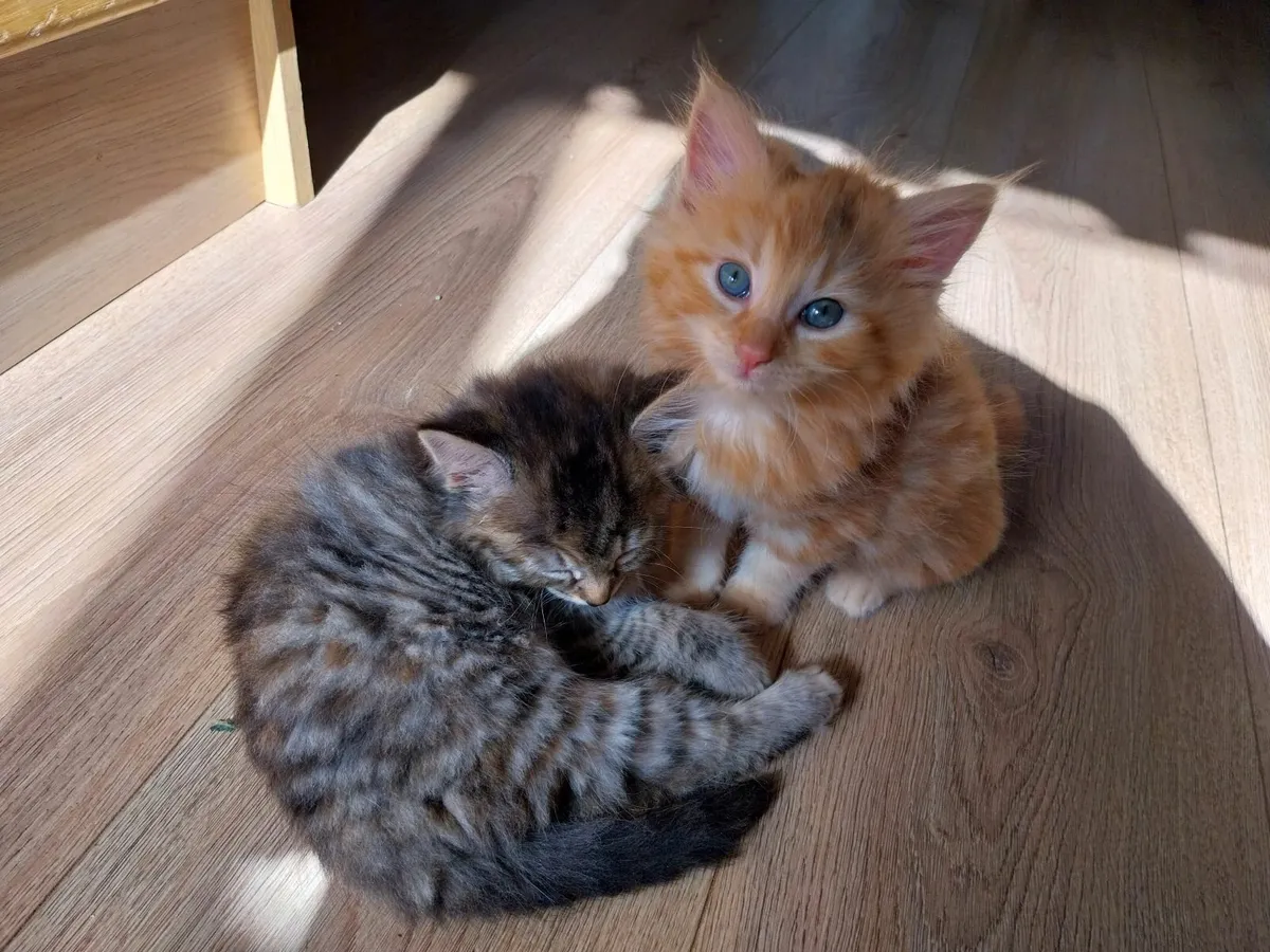Two gorgeous kittens for sale - Image 2