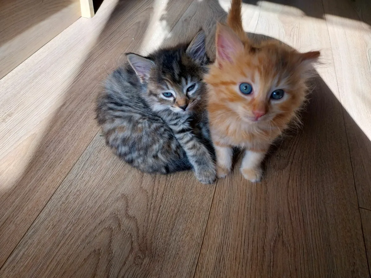 Two gorgeous kittens for sale - Image 3