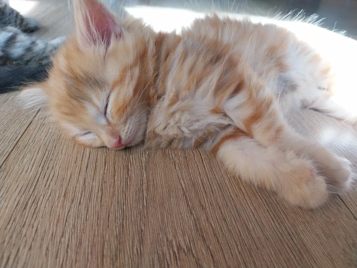 Two gorgeous kittens for sale - Image 4