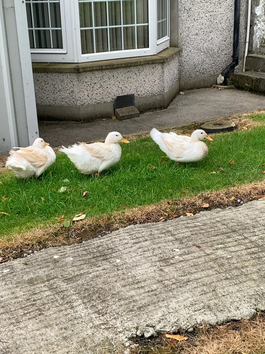 Ducks - Image 2
