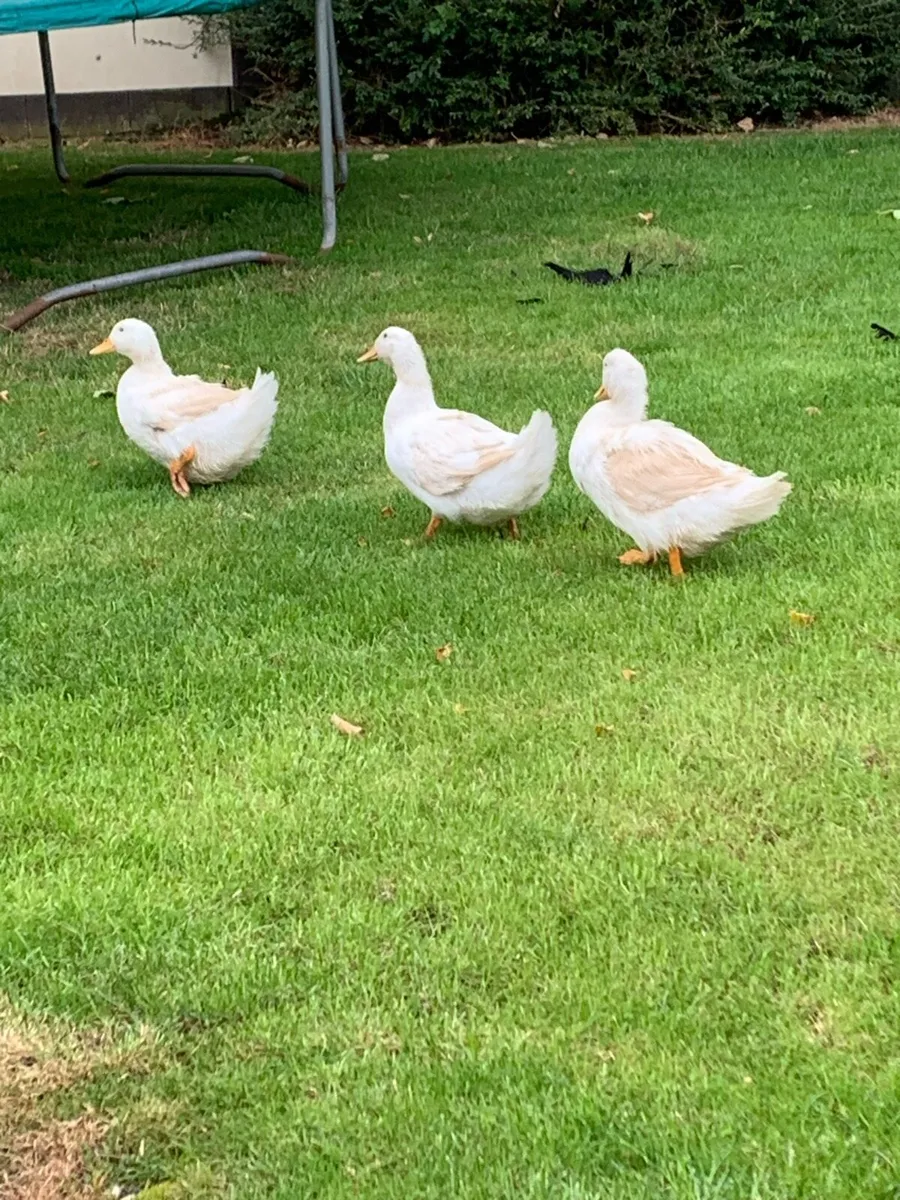 Ducks - Image 3