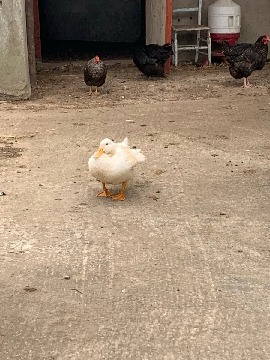 Ducks - Image 4