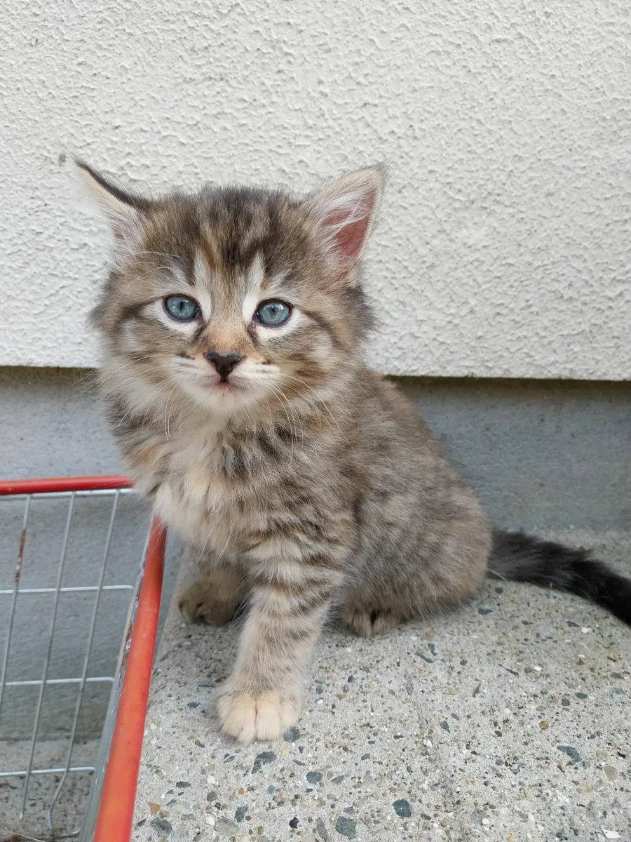 Two gorgeous kittens for sale - Image 1