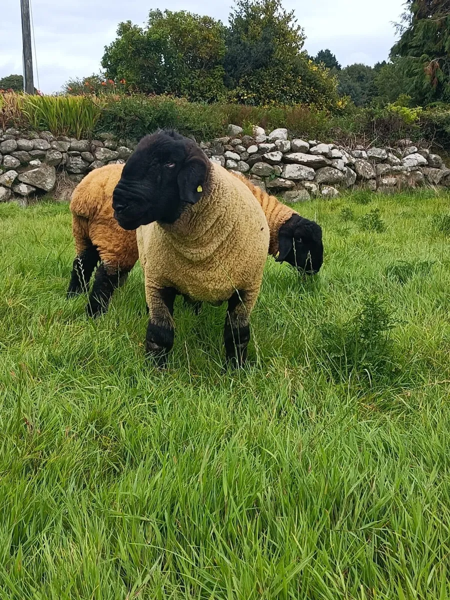 Suffolk Ewe lambs For Sale - Image 3