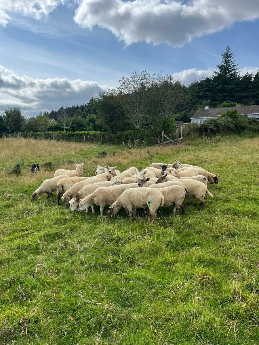 sheep