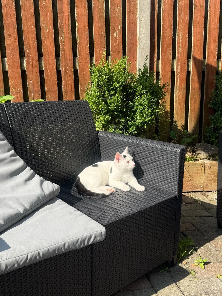 Cat 4 months - Image 2