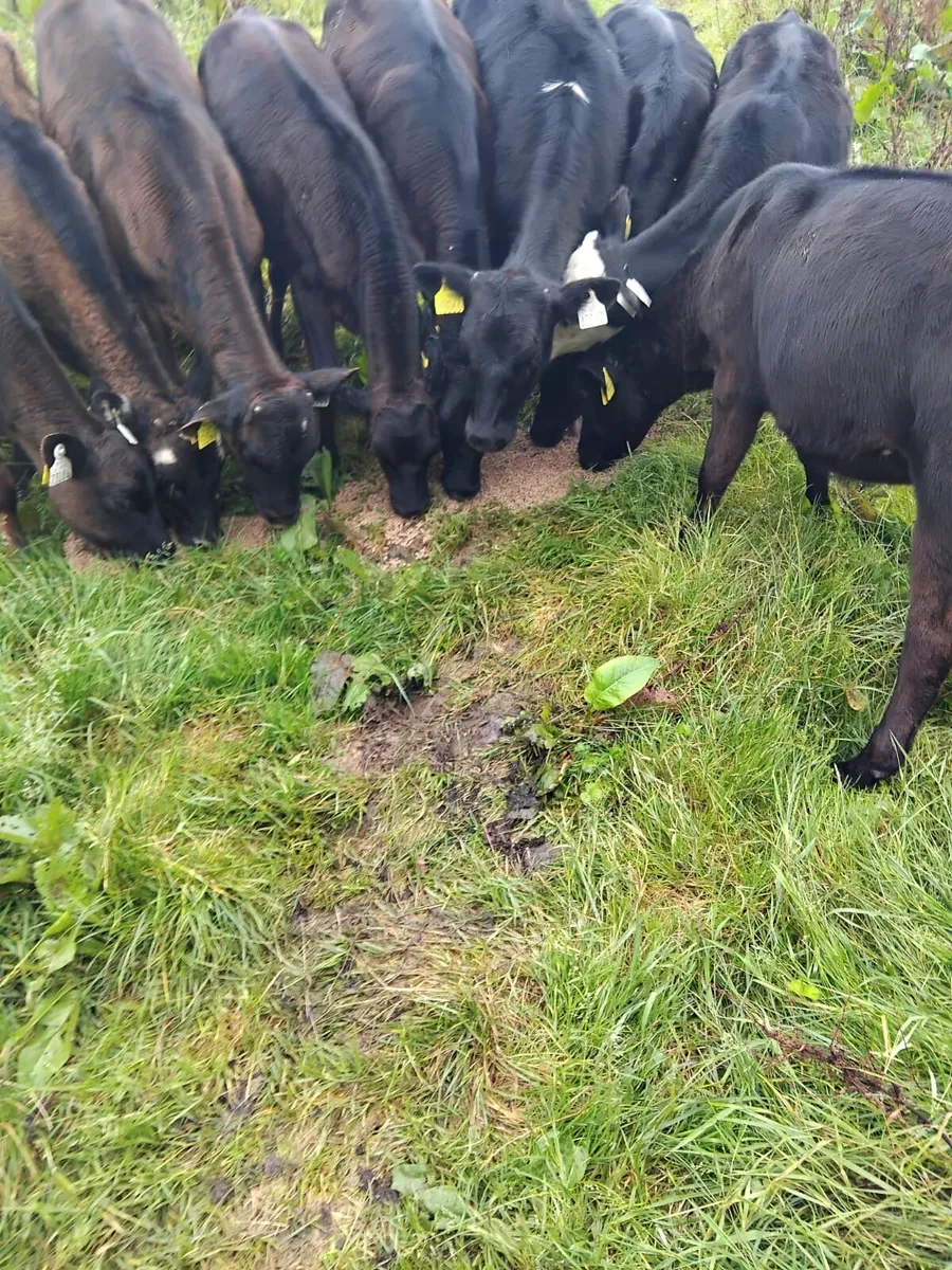 10 runners for sale - Image 1