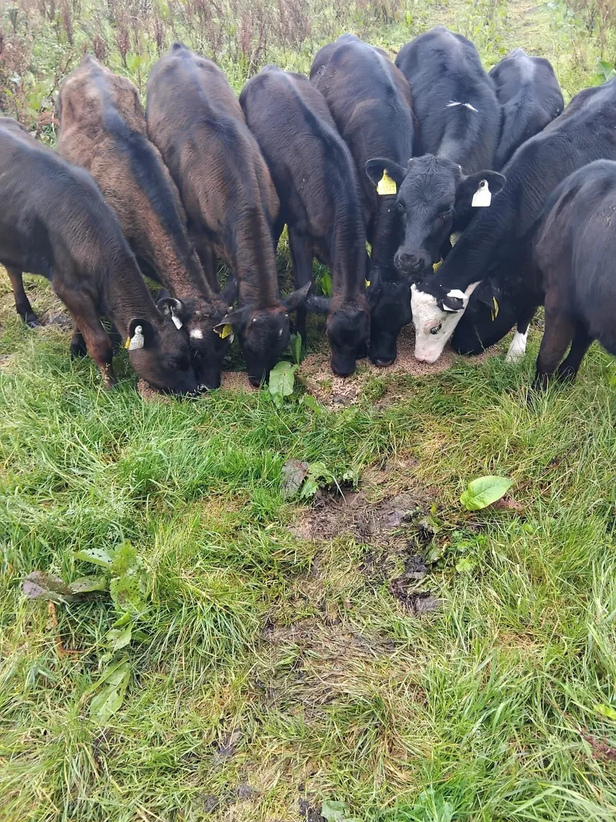 10 runners for sale - Image 3