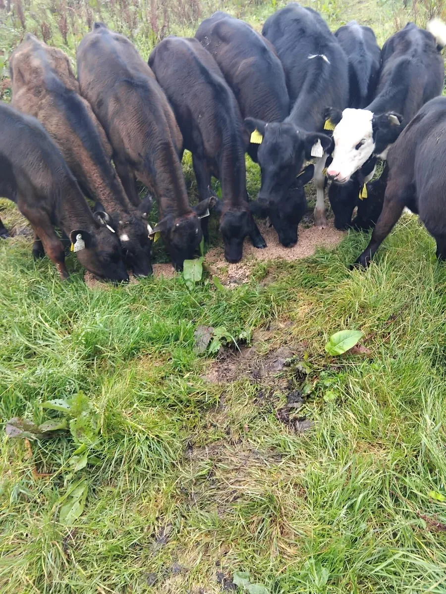 10 runners for sale - Image 4