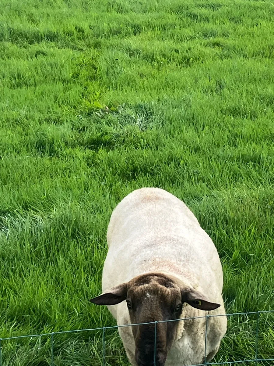 Breeding Ram - Image 2