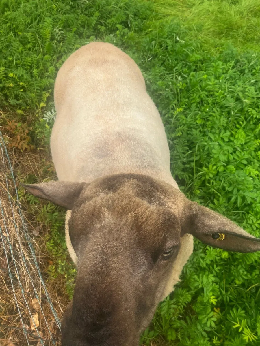 Breeding Ram - Image 3