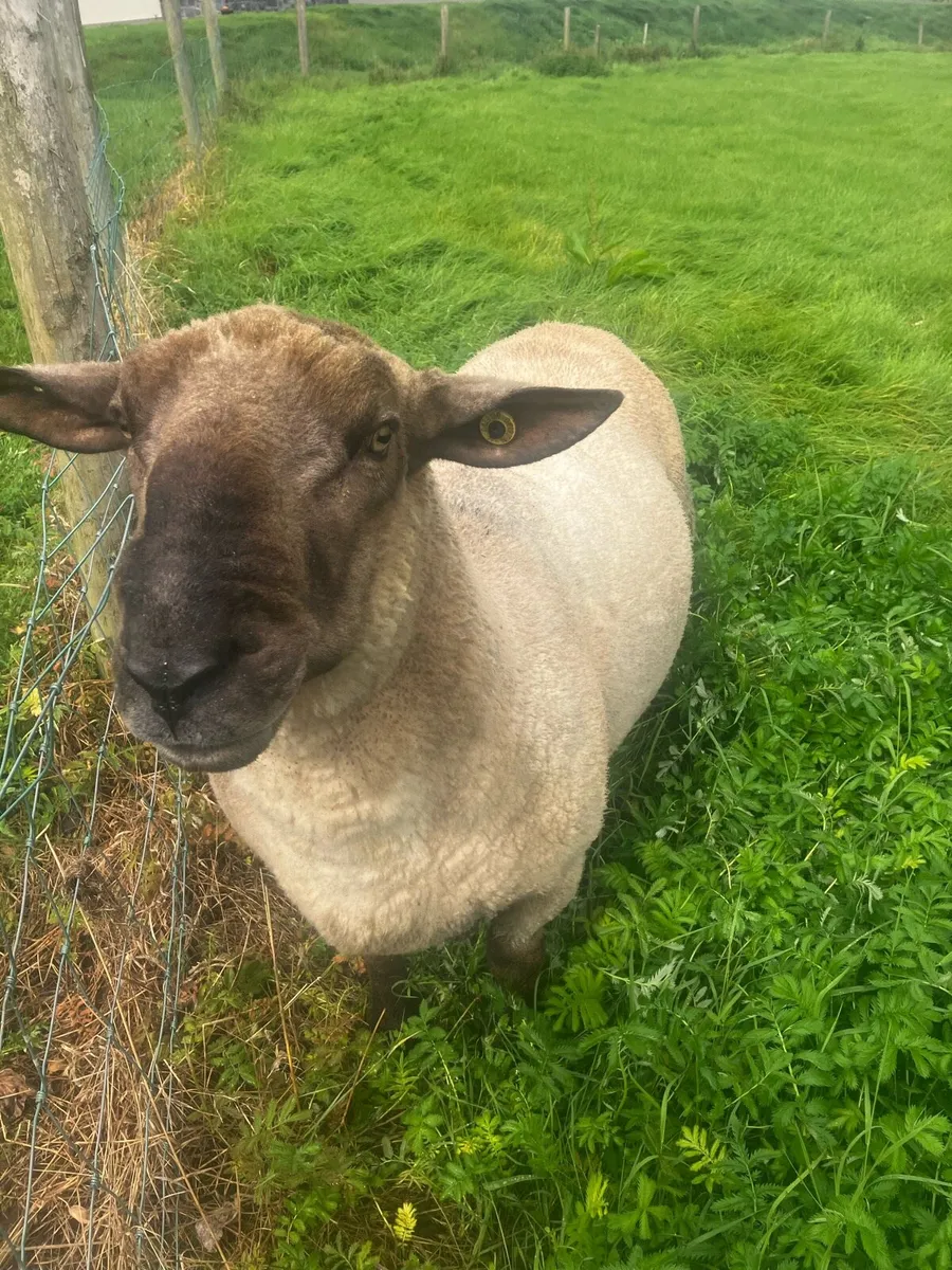 Breeding Ram - Image 1