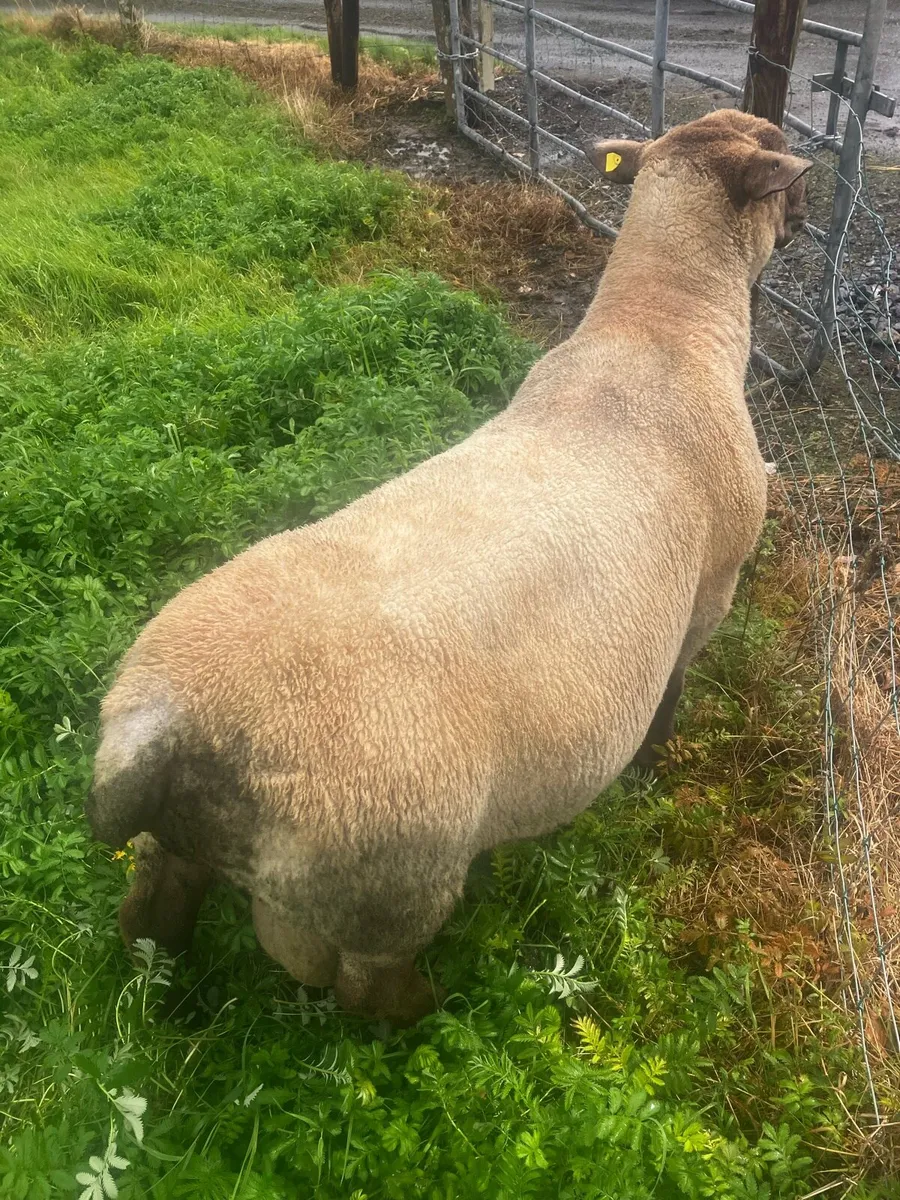 Breeding Ram - Image 4