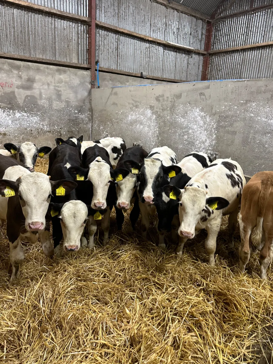 Bulls - Image 2