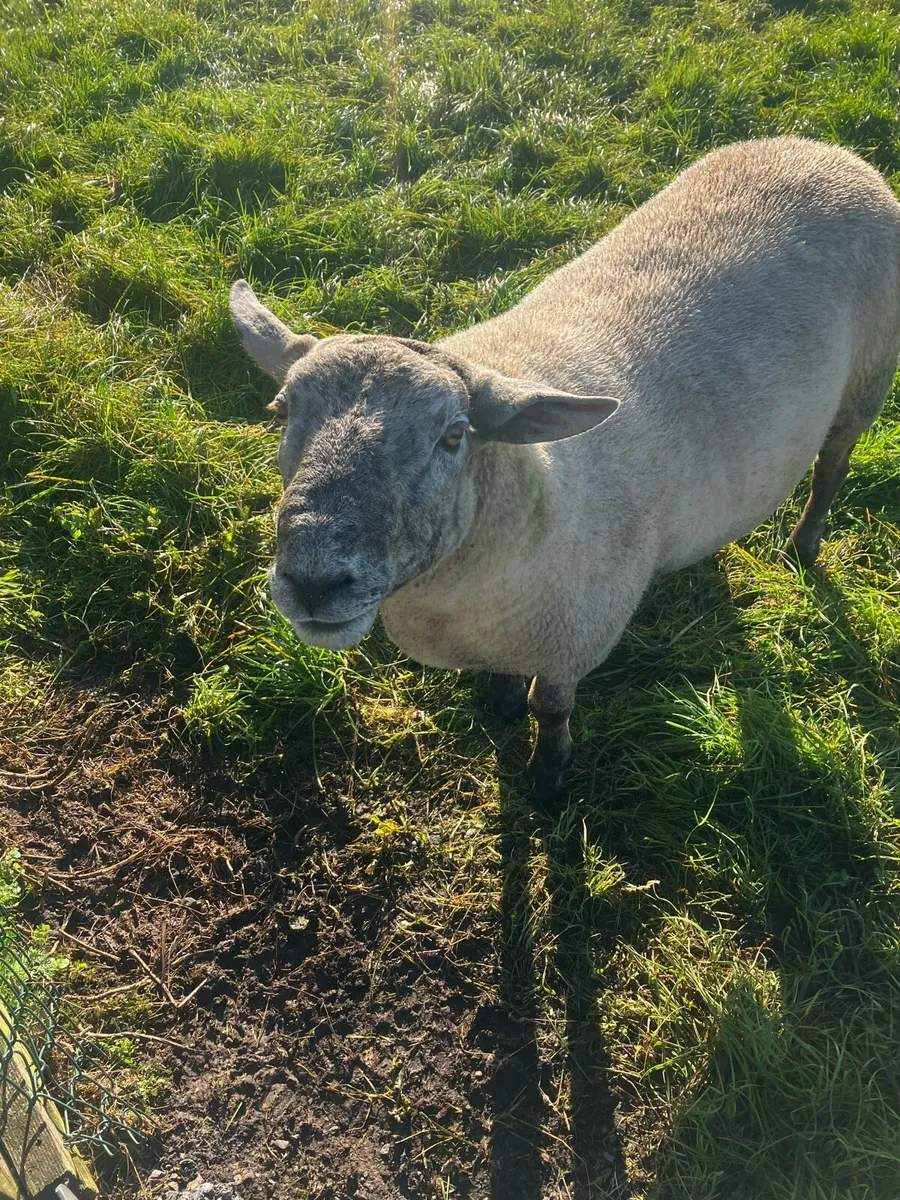 Hogget Ram - Image 1