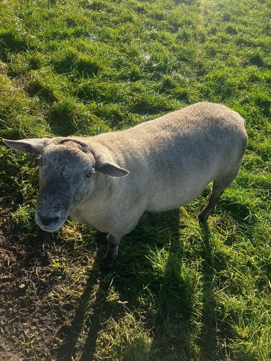 Hogget Ram - Image 2