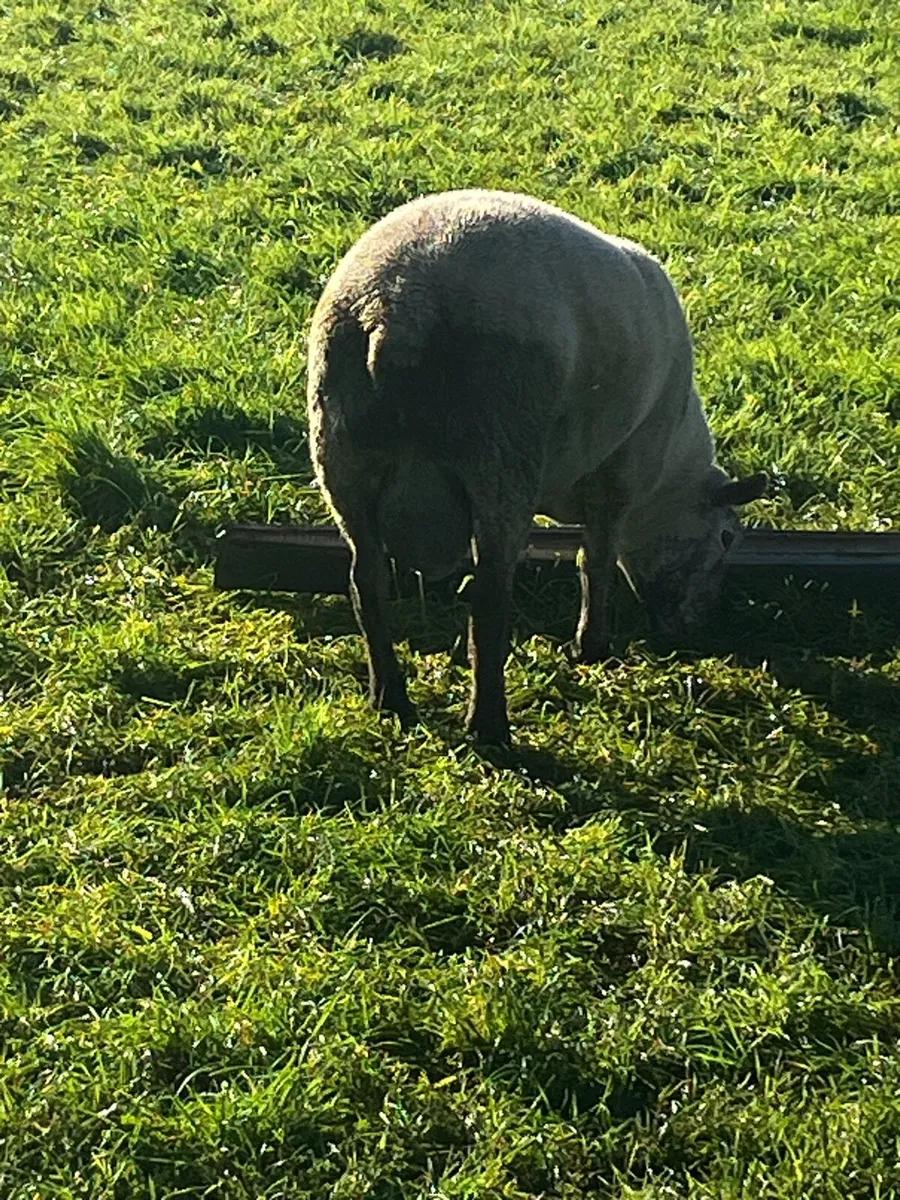 Hogget Ram - Image 3