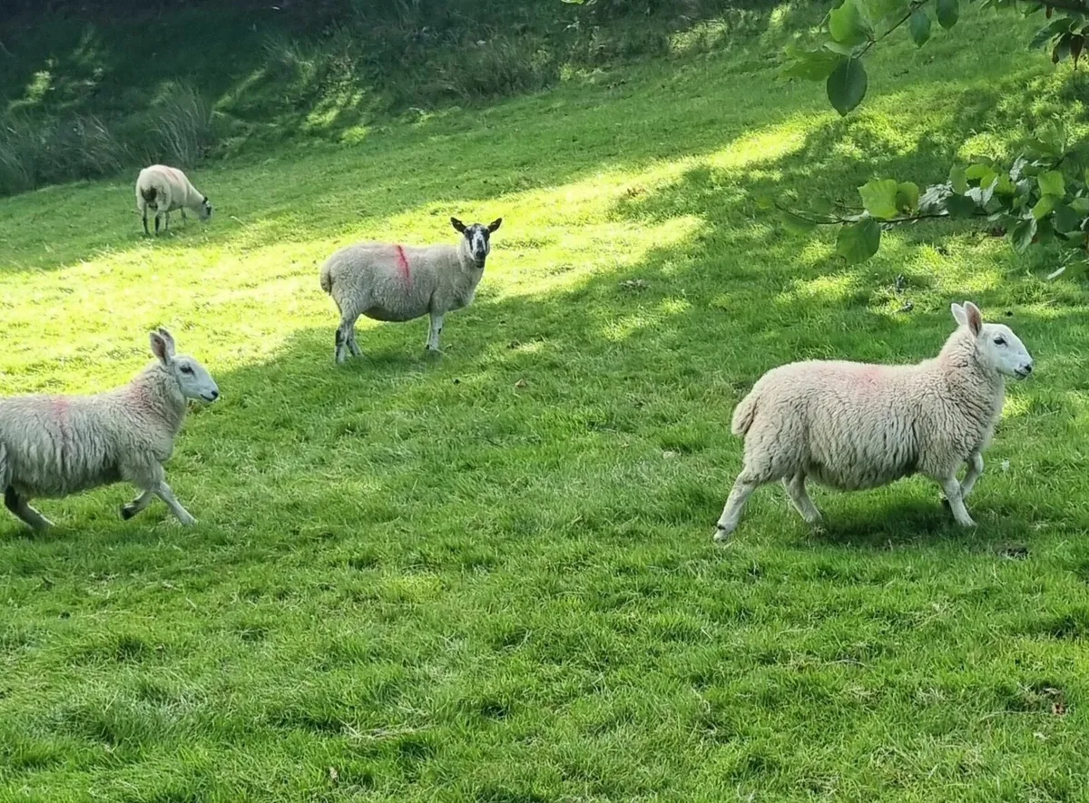 Organic lambs - Image 1