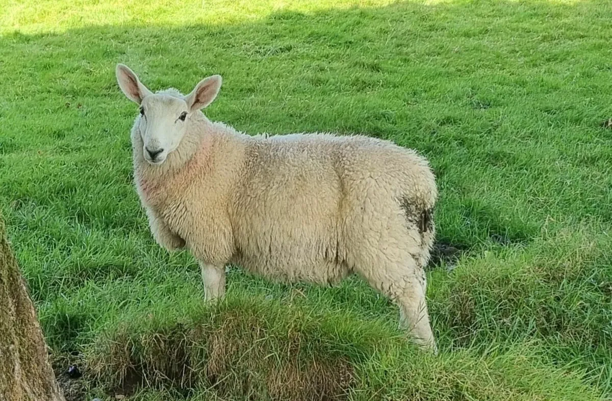 Organic lambs - Image 2