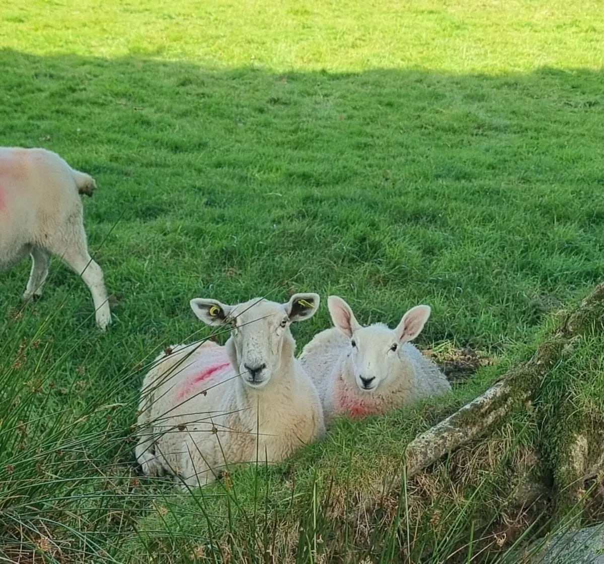 Organic lambs - Image 3