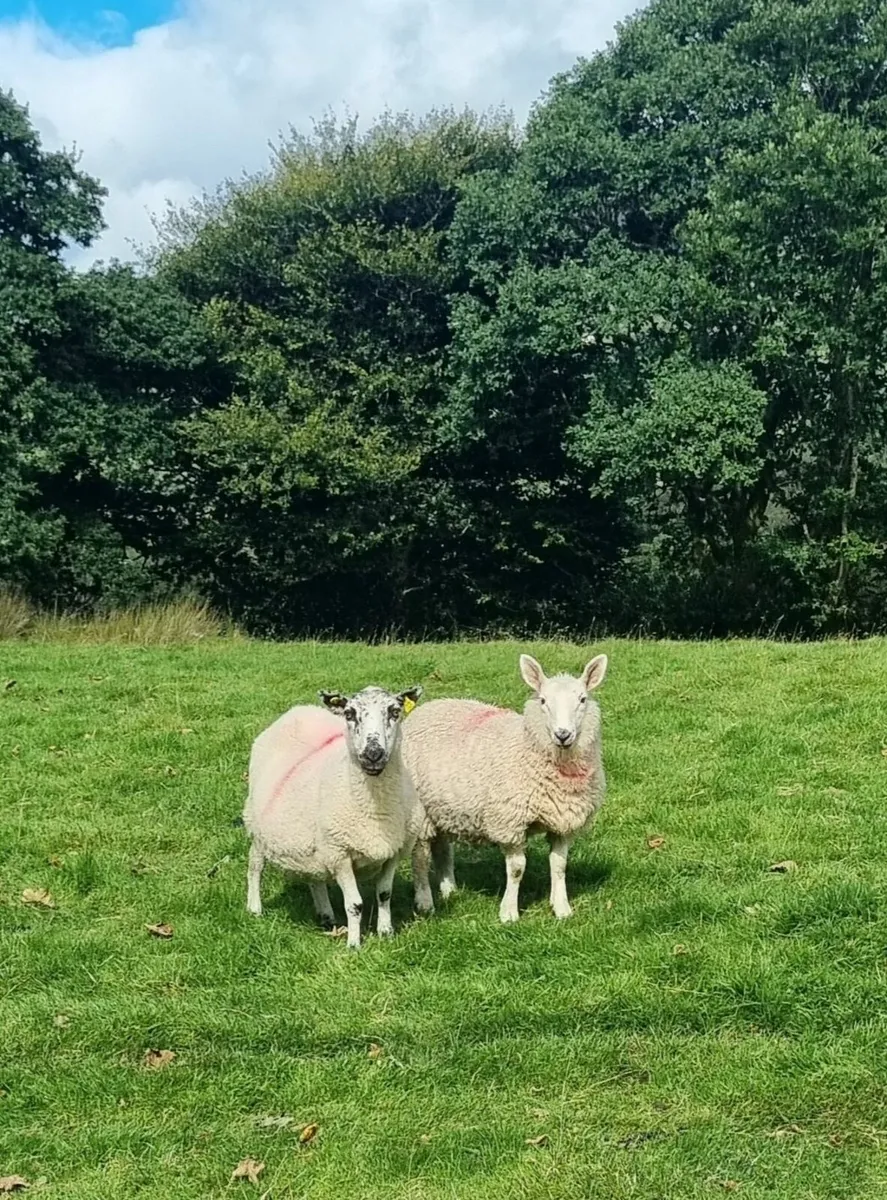 Organic lambs - Image 4