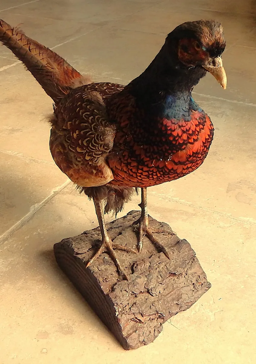 Vintage Taxidermy of a Pheasant on Wood Stand - Image 3