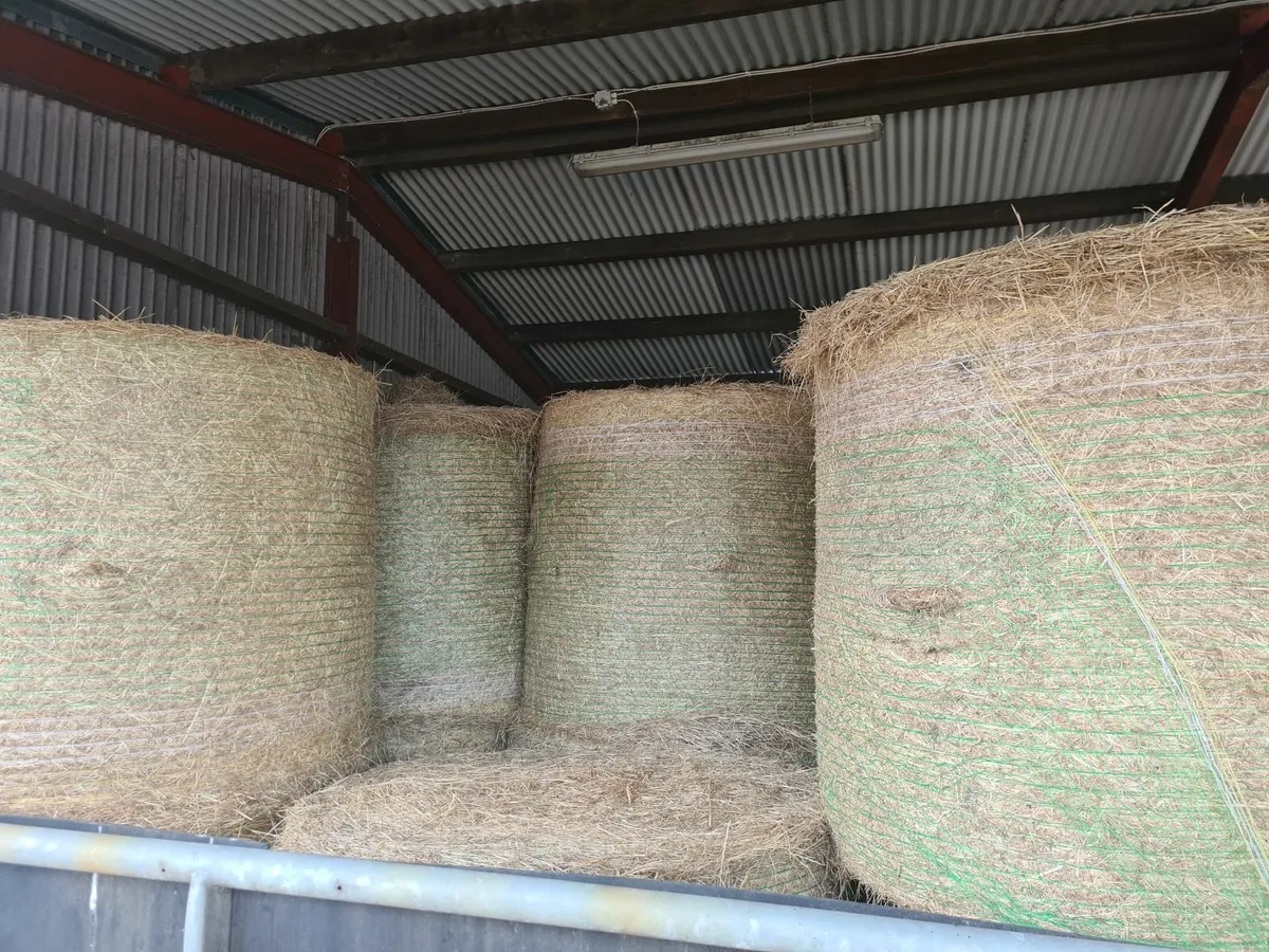 Hay - Image 1