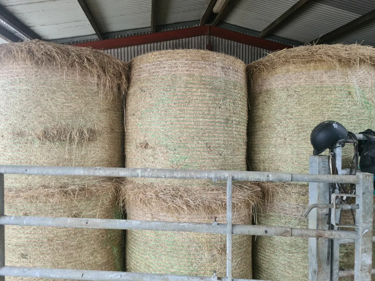 Hay - Image 2