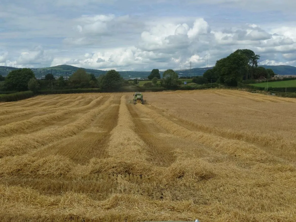 Barley straw - Image 1
