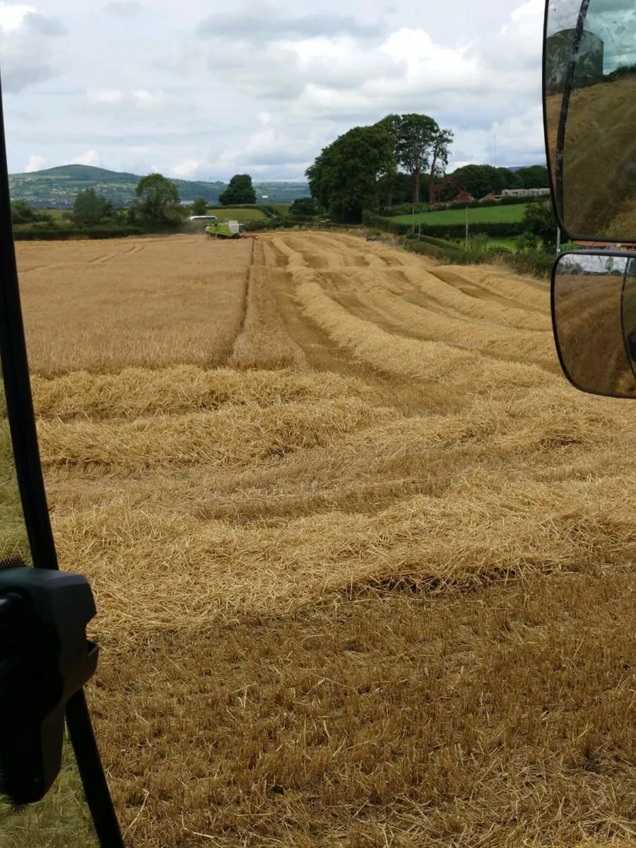 Barley straw - Image 2