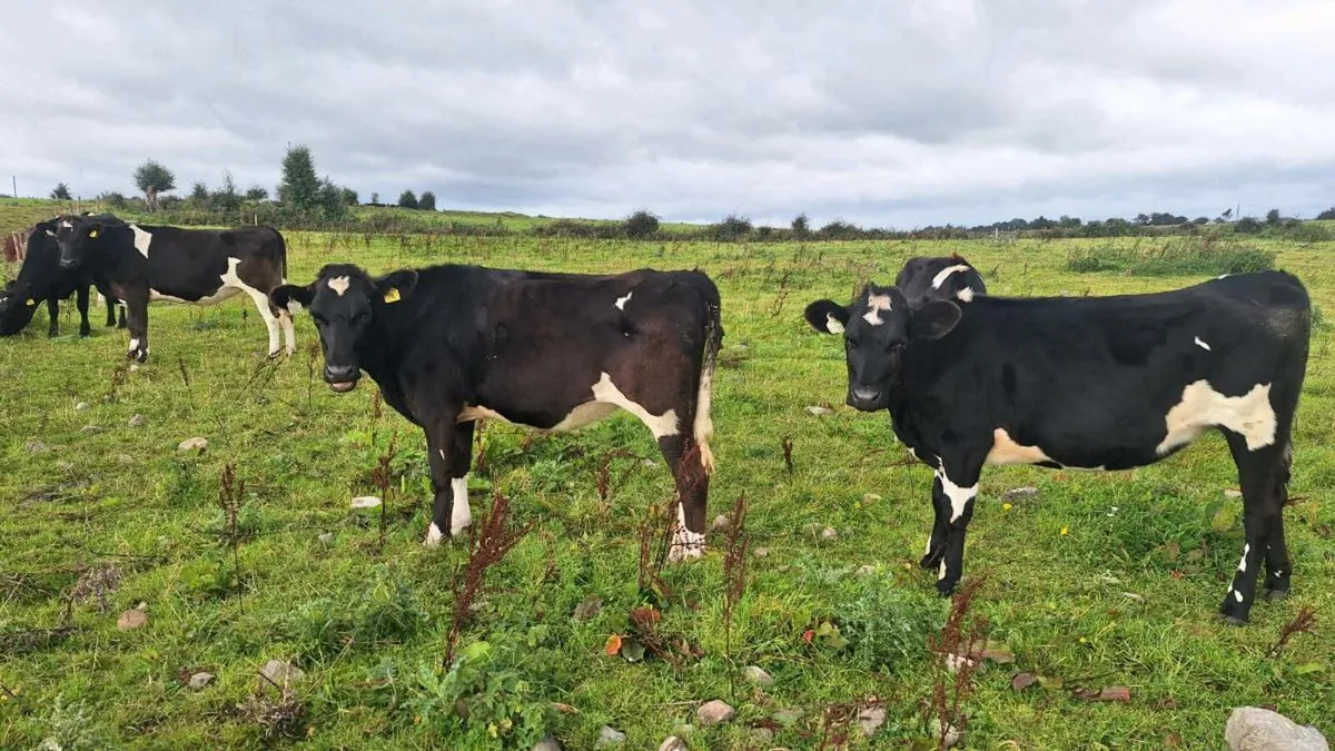 Maiden heifers - Image 1
