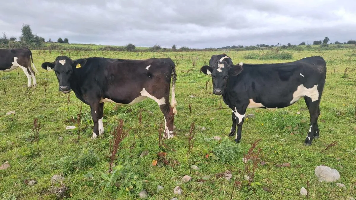 Maiden heifers - Image 2
